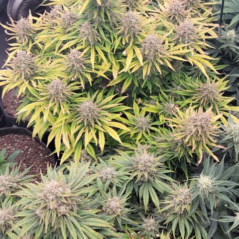 Fastbuds cherry cola growlog timeline photo
