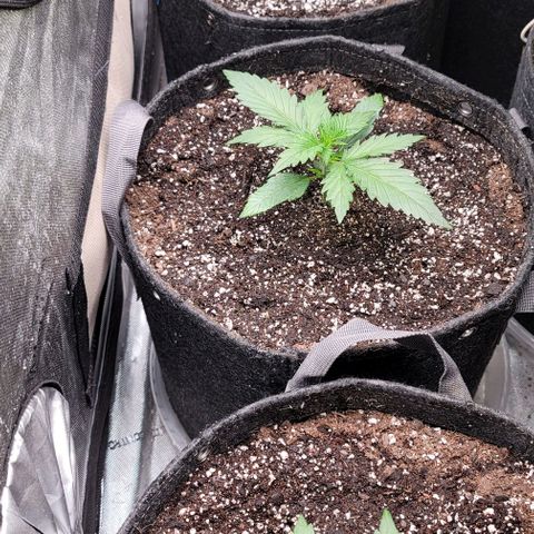 Fastbuds apricot growlog timeline photo
