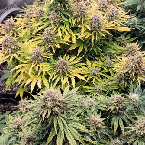 Fastbuds cherry cola growlog timeline photo