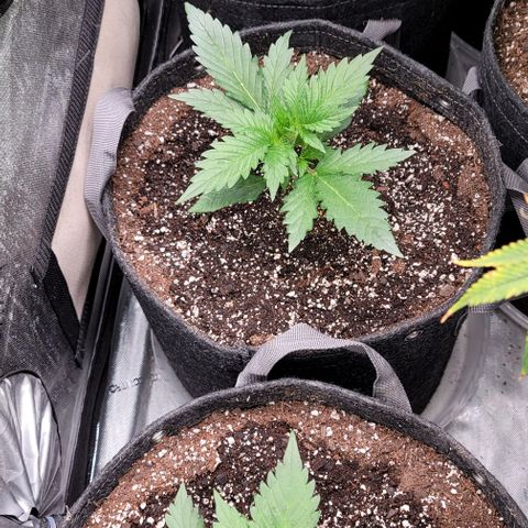 Fastbuds apricot growlog timeline photo