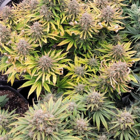 Fastbuds cherry cola growlog timeline photo