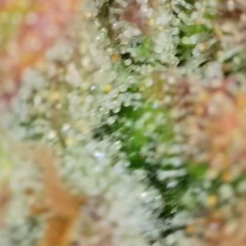 Fastbuds cherry cola growlog timeline photo
