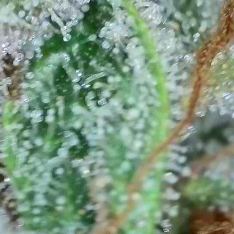 Fastbuds cherry cola growlog timeline photo