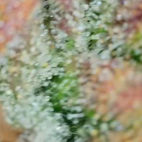 Fastbuds cherry cola growlog timeline photo