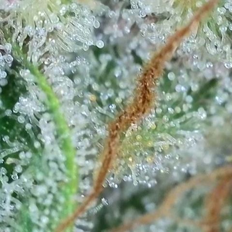 Fastbuds cherry cola growlog timeline photo