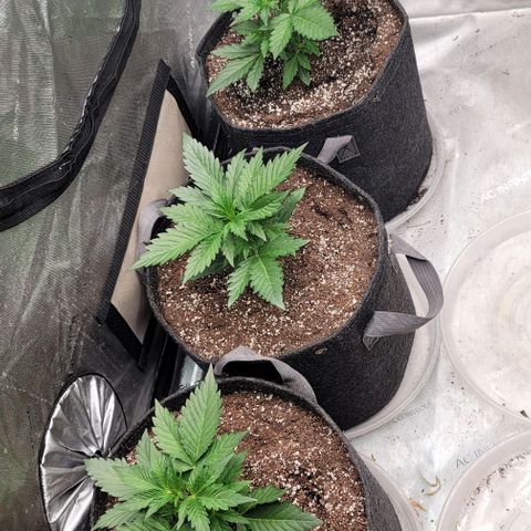 Fastbuds apricot growlog timeline photo