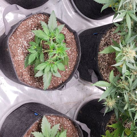 Fastbuds apricot growlog timeline photo