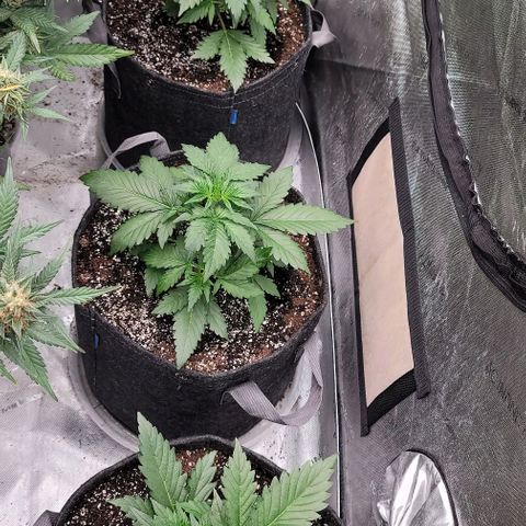 Fastbuds apricot growlog timeline photo
