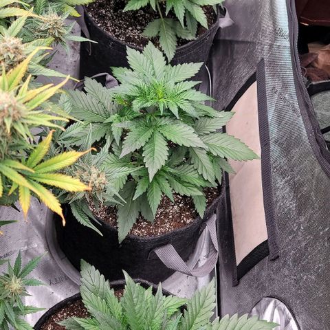 Fastbuds apricot growlog timeline photo