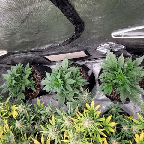 Fastbuds apricot growlog timeline photo