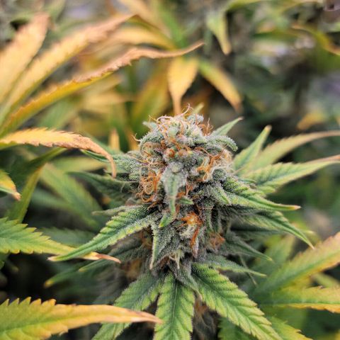 Night owl vanilla fizz growlog timeline photo