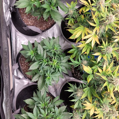 Fastbuds apricot growlog timeline photo