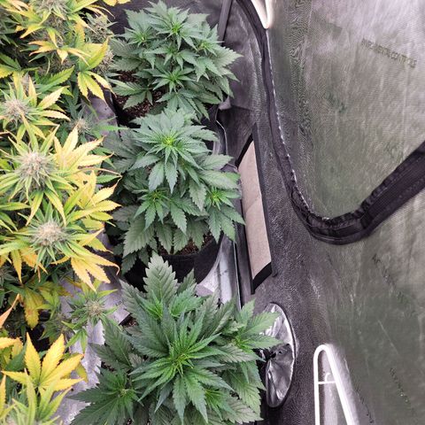 Fastbuds apricot growlog timeline photo
