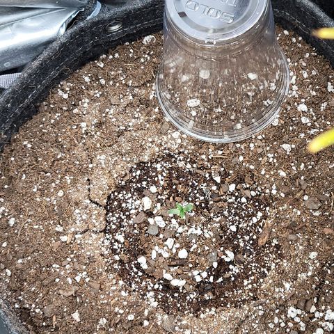 Night owl vanilla fizz growlog timeline photo