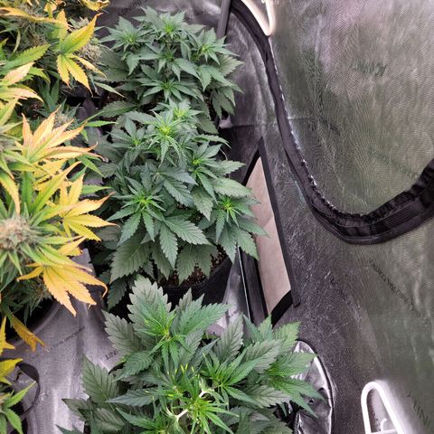 Fastbuds apricot growlog timeline photo