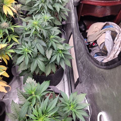 Fastbuds apricot growlog timeline photo