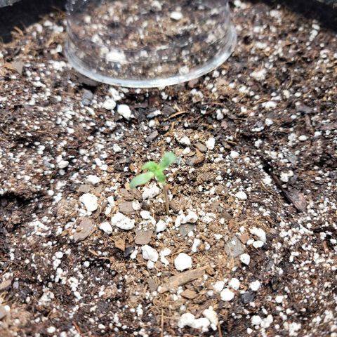 Night owl vanilla fizz growlog timeline photo