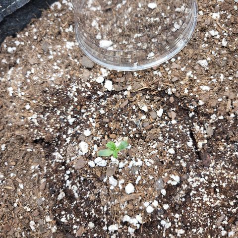 Night owl vanilla fizz growlog timeline photo