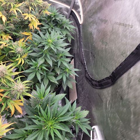 Fastbuds apricot growlog timeline photo