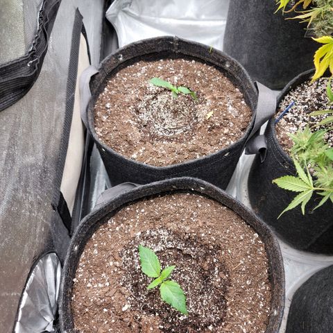 Night owl vanilla fizz growlog timeline photo