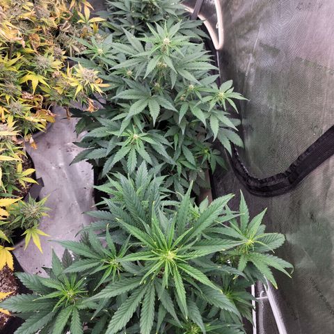 Fastbuds apricot growlog timeline photo