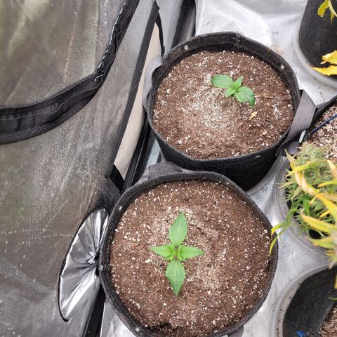Night owl vanilla fizz growlog timeline photo