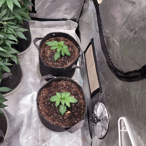 Night owl vanilla fizz growlog timeline photo