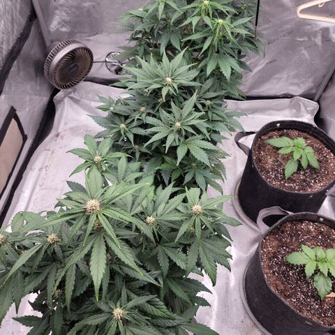 Fastbuds apricot growlog timeline photo