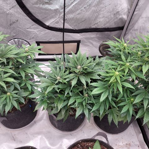 Fastbuds apricot growlog timeline photo