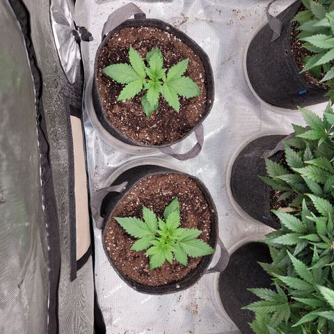 Night owl vanilla fizz growlog timeline photo