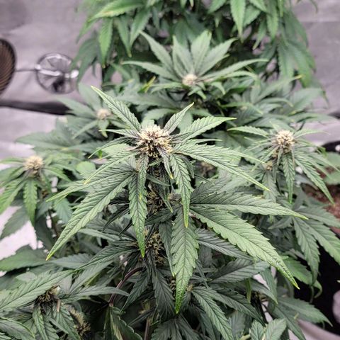 Fastbuds apricot growlog timeline photo