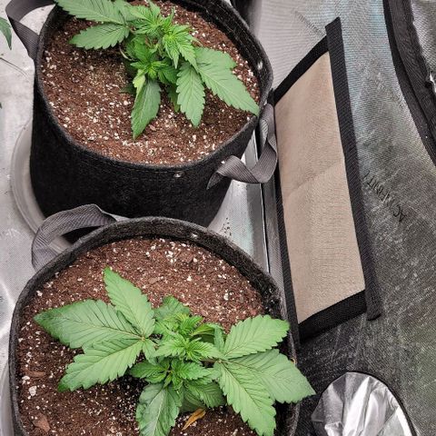 Night owl vanilla fizz growlog timeline photo