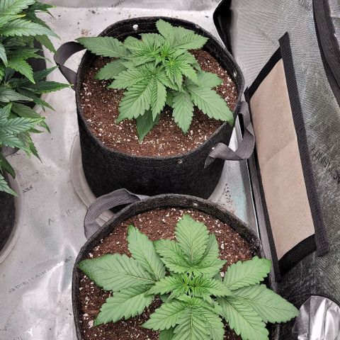 Night owl vanilla fizz growlog timeline photo