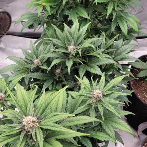 Fastbuds apricot growlog timeline photo