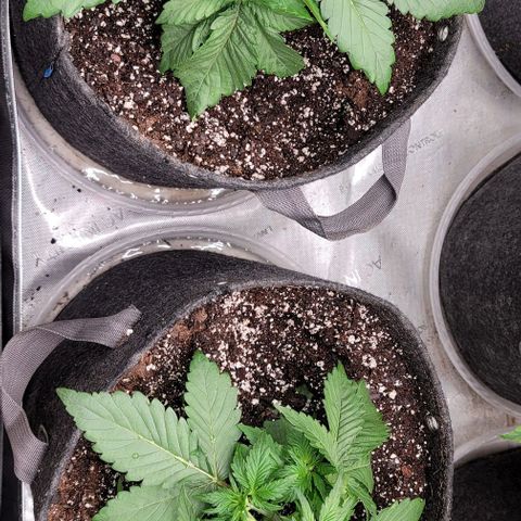 Night owl vanilla fizz growlog timeline photo