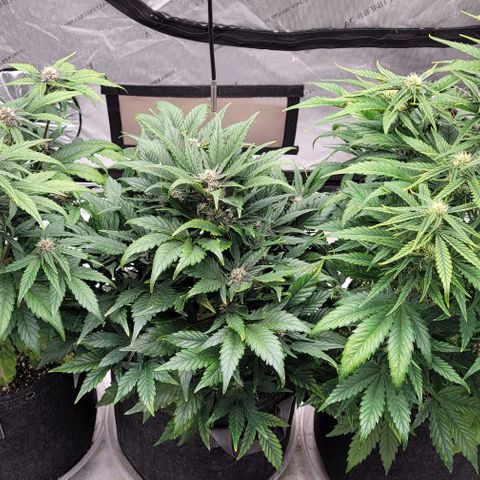 Fastbuds apricot growlog timeline photo
