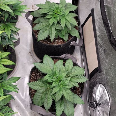 Night owl vanilla fizz growlog timeline photo