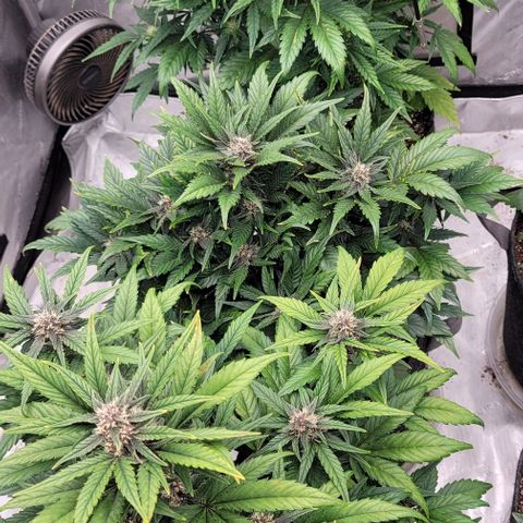 Fastbuds apricot growlog timeline photo