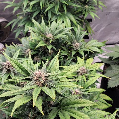 Fastbuds apricot growlog timeline photo