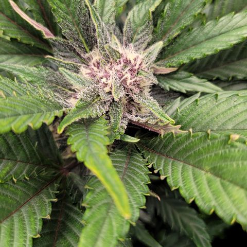 Fastbuds apricot growlog timeline photo