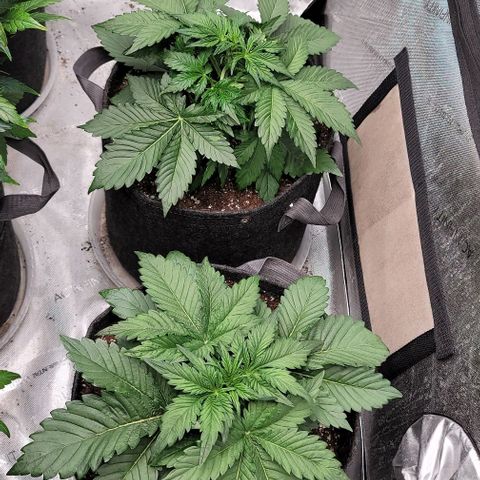Night owl vanilla fizz growlog timeline photo