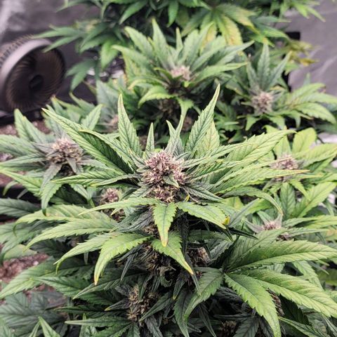Fastbuds apricot growlog timeline photo