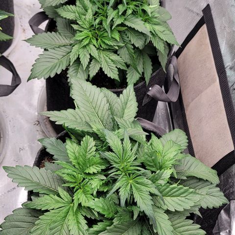 Night owl vanilla fizz growlog timeline photo