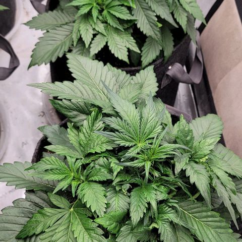 Night owl vanilla fizz growlog timeline photo