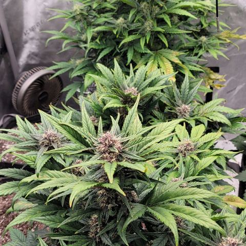 Fastbuds apricot growlog timeline photo