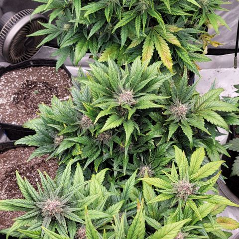 Fastbuds apricot growlog timeline photo