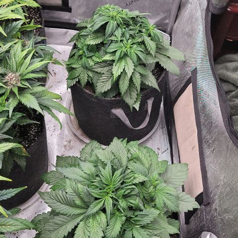 Night owl vanilla fizz growlog timeline photo