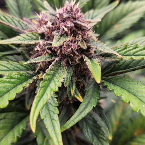 Fastbuds apricot growlog timeline photo
