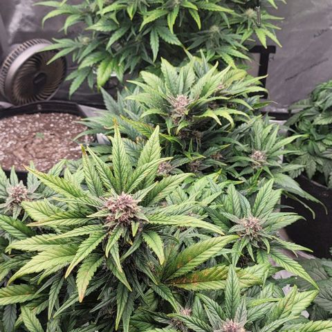 Fastbuds apricot growlog timeline photo