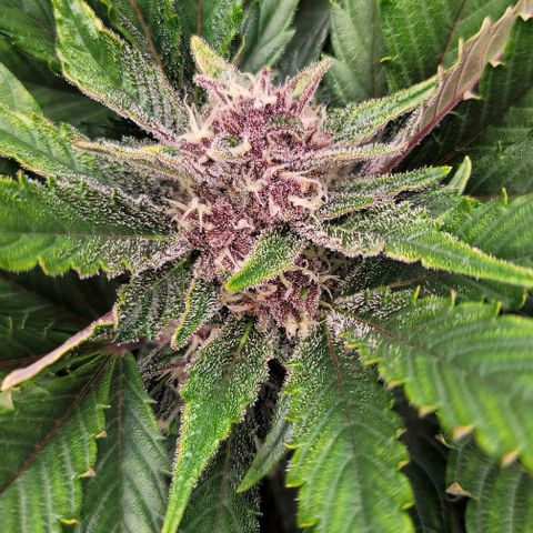 Fastbuds apricot growlog timeline photo